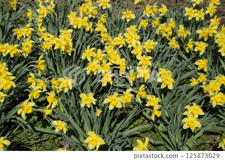 Blooming buds of daffodils in flower bed. Blooming buds of daffodils in flower bed. 125873029