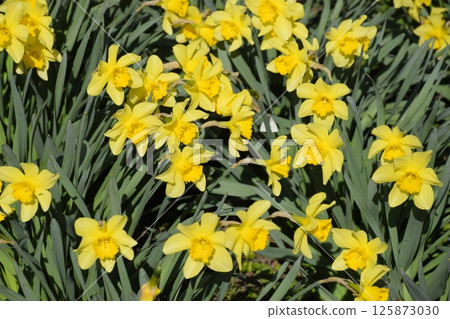Blooming buds of daffodils in flower bed. Blooming buds of daffodils in flower bed. 125873030