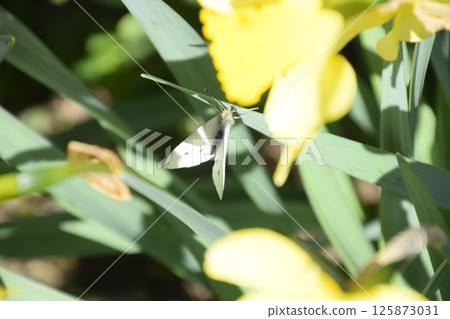 Blooming buds of daffodils in flower bed. Blooming buds of daffodils in flower bed. 125873031