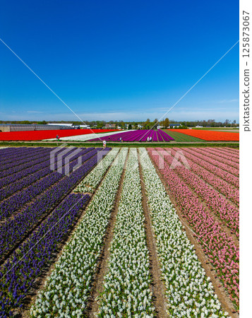 A stunning aerial view of vibrant flower fields in neat rows of pink and purple, set against a backdrop of green grass, trees, and a vivid blue sky with wispy clouds. 125873067