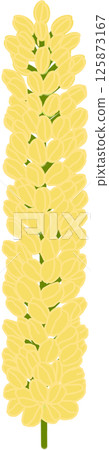 Beautiful shape and colors of yellow blossom flower petals. Beautiful shape and colors of yellow blossom flower petals. 125873167