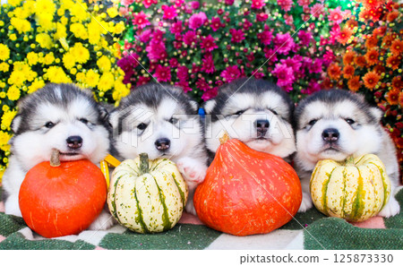 Group of four fluffy Alaskan Malamute puppies with pumpkins and bright autumn flowers. Adorable pet photo with a cozy seasonal vibe. Group of four fluffy Alaskan Malamute puppies with pumpkins and bright autumn flowers. Adorable pet photo with a cozy seasonal vibe. 125873330