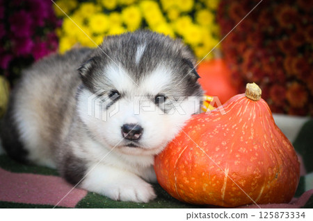 Cute fluffy Alaskan Malamute puppy lying next to a pumpkin with bright yellow flowers in the background. Adorable fall-themed pet portrait. Cute fluffy Alaskan Malamute puppy lying next to a pumpkin with bright yellow flowers in the background. Adorable fall-themed pet portrait. 125873334