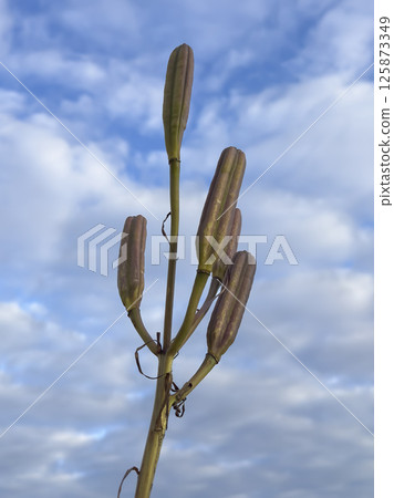 The flower pod head of an unusual looking plant The flower pod head of an unusual looking plant 125873349