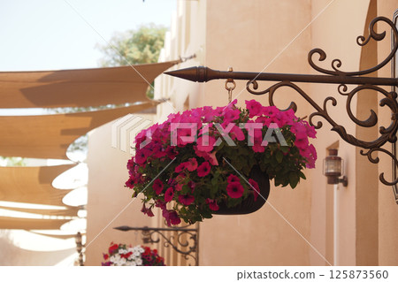 Vibrant pink flowers hanging in a sunny outdoor setting 125873560