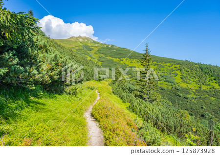 Hikers navigate a verdant trail on Dumbier Mountain, surrounded by lush greenery under a vibrant blue sky. The landscape showcases the stunning beauty of the Low Tatras region. 125873928