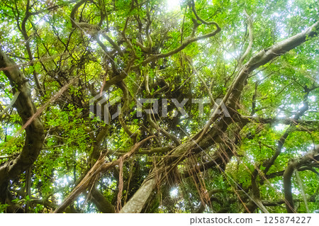 Banyan tree in Okinawa City 125874227