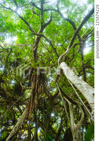 沖繩市的榕樹 125874228