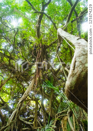 沖繩市的榕樹 125874229