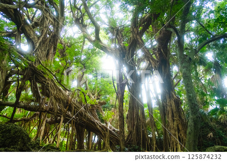 沖繩市的榕樹 125874232