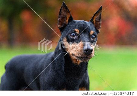 Close-up of miniature pinscher with alert expression outdoors. Close-up of miniature pinscher with alert expression outdoors. 125874317
