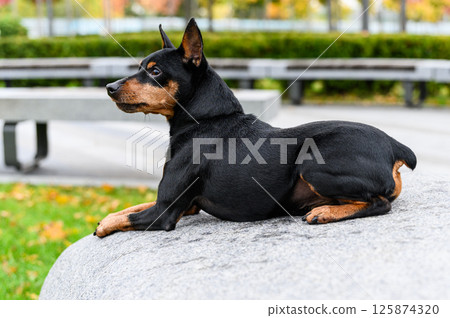 Miniature pinscher lying on stone surface in city park. Miniature pinscher lying on stone surface in city park. 125874320
