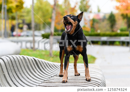 Miniature pinscher barking while standing on curved bench. Miniature pinscher barking while standing on curved bench. 125874324