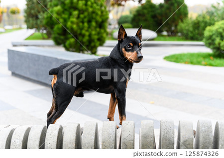 Miniature pinscher standing confidently on modern bench in park. Miniature pinscher standing confidently on modern bench in park. 125874326