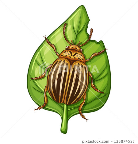 Colorado potato beetle, garden pest insect control, striped yellow Leptinotarsa decemlineata harmful bug eating leaf plant. Flying agriculture parasite animal damage farm vegetable. Hand drawn vector Colorado potato beetle, garden pest insect control, striped yellow Leptinotarsa decemlineata harmful bug eating leaf plant. Flying agriculture parasite animal damage farm vegetable. Hand drawn vector 125874555