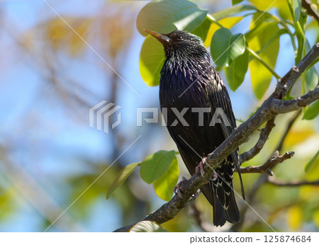 Black starling sits on a branch in a spring garden with blue sky background Black starling sits on a branch in a spring garden with blue sky background 125874684