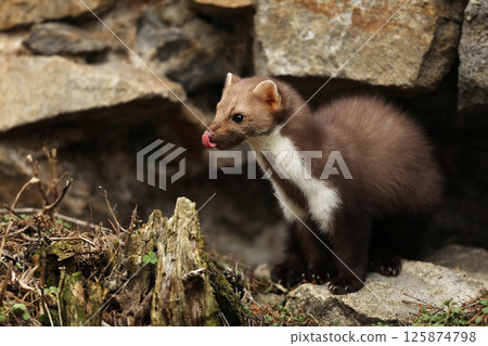 Beautiful cute forest animal. Beech marten, Martes foina, in autumn. Wildlife scene from Czech republic. Beech marten, small opportunistic predator in nature habitat. Czech republic 125874798