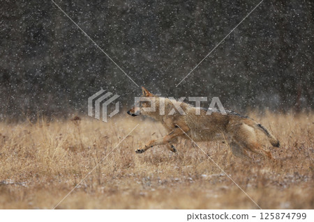 Gray wolf, Canis lupus, in the early winter, on the meadow near forest. Wolf in the nature habitat. Wolf looking on prey 125874799