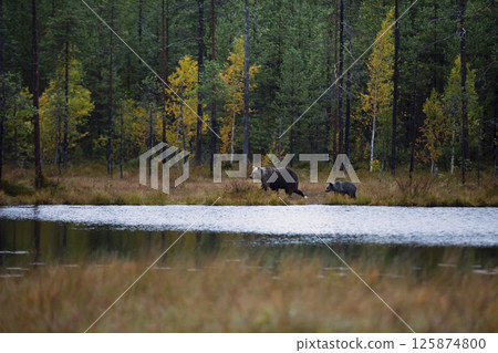 Bear family in taiga. (Ursus arctos) Brown bear cubs with mother. Beautiful animals hidden near forest lake. Dangerous animals in nature forest and meadow habitat. Wildlife scene from Finland. 125874800