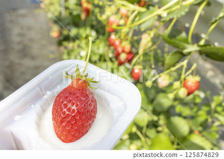 Hands of a man picking strawberries (30s, Japanese, faceless) Hands of a man picking strawberries (30s, Japanese, faceless) 125874829