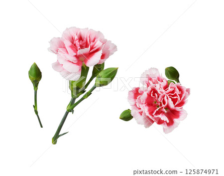 Set of small red and white carnation flowers isolated on white background Set of small red and white carnation flowers isolated on white background 125874971