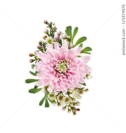 Pink chrysanthemum and chamelaucium flowers in a floral arrangement isolated 125874976