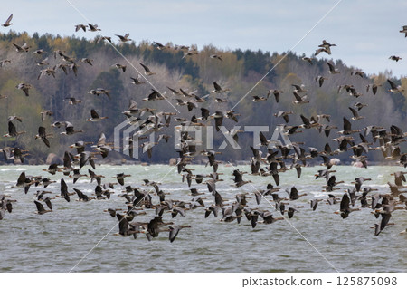 Bird migration from south to north Bird migration from south to north 125875098