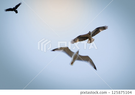 Osprey in flight with a blue sky background Osprey in flight with a blue sky background 125875104