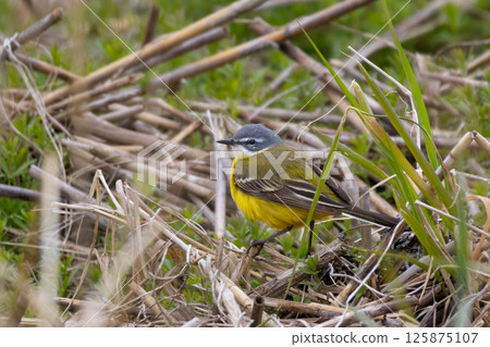 Beautiful bird in its natural habitat 125875107