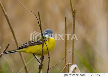 Western Yellow Wagtail or Motacilla flava sitting on tree branch Western Yellow Wagtail or Motacilla flava sitting on tree branch 125875110