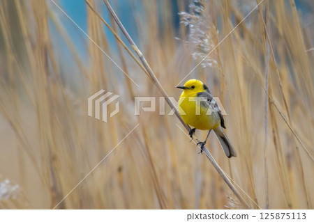 Male Citrine wagtail in full adult colors sitting 125875113