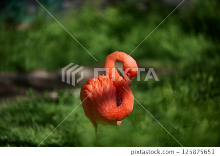 A vibrant pink flamingo stands on one leg, its neck gracefully curved as it rests in a lush green environment A vibrant pink flamingo stands on one leg, its neck gracefully curved as it rests in a lush green environment 125875651