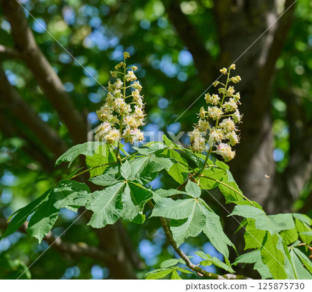 Horse chestnut Aesculus hippocastanum flowers blooming among green leaves in spring sunlight Horse chestnut Aesculus hippocastanum flowers blooming among green leaves in spring sunlight 125875730