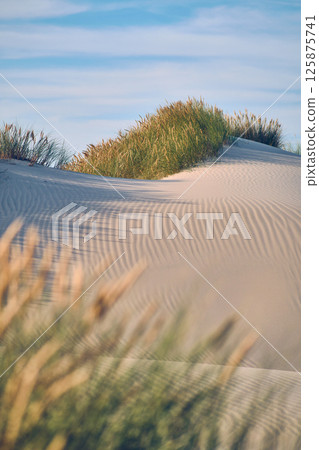 Sanddune at the danish coast 125875741