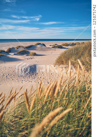 Beach Gras and Dunes at the north sea in Denmark Beach Gras and Dunes at the north sea in Denmark 125875742