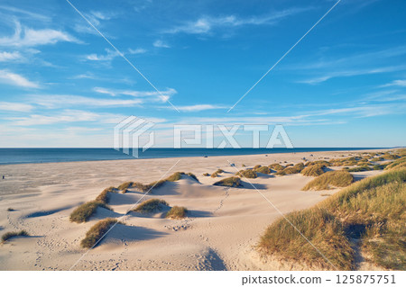 Beach Gras and Dunes at the Jammerbugt in Denmark 125875751