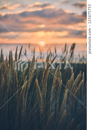 Evening at the danish coast at Blokhus 125875753