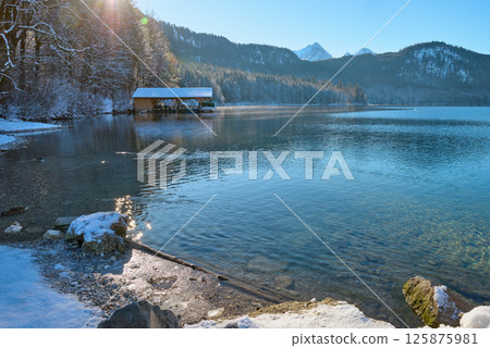 Elegant White Swans Swimming Gracefully on Partially Frozen Lake Surface Surrounded by Winter Landscape with Sunlight Reflecting off Calm Water Creating Romantic Wildlife Scene 125875981