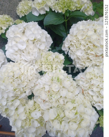 White hydrangea 125876152