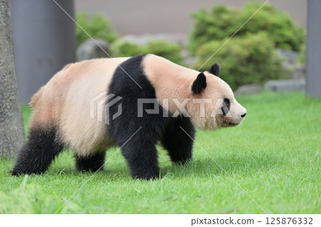 Yoshihama taking a walk Yoshihama taking a walk 125876332