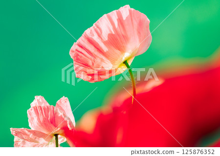Beautiful poppies blooming in a flower field 125876352