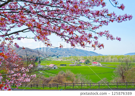 Ranch and cherry blossom 125876389