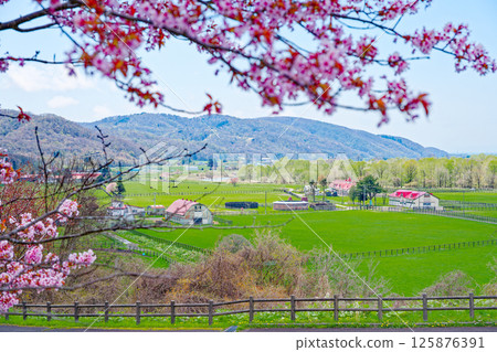 Ranch and cherry blossom Ranch and cherry blossom 125876391