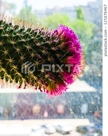 Detail of Mammillaria Zeilmanniana cactus in full bloom. Pink star-shaped flowers arranged in a ring around plant 125876467