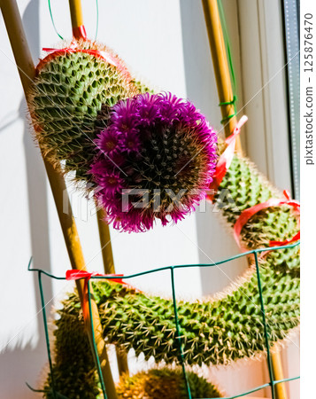 Detail of cactus Mammillaria Zeilmanniana species in full bloom. Pink star-shaped flowers, arranged in a ring around plant Detail of cactus Mammillaria Zeilmanniana species in full bloom. Pink star-shaped flowers, arranged in a ring around plant 125876470