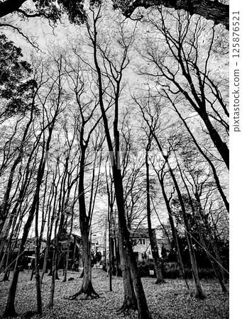 冬天的高大樹木 125876521