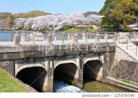 【岡山縣】坂津公園（高梁川東西取水設施）春季櫻花盛開 125876590