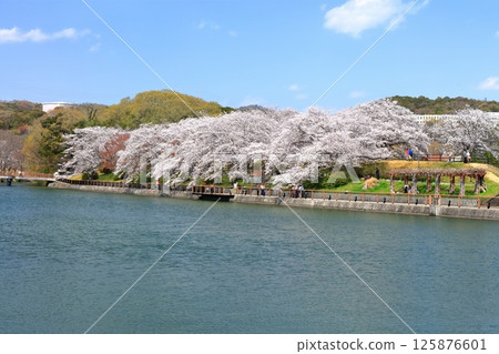 [Okayama Prefecture] Cherry blossoms blooming in spring at Sakatsu Park (Takahashi River East-West Water Intake and Distribution Facility) 125876601