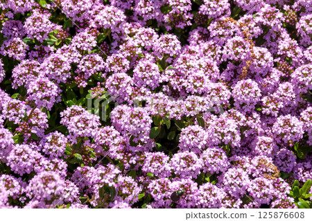 長莖百里香（香草幼苗） 125876608