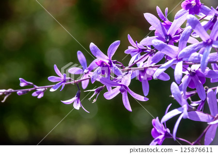 Petrea Lachemosa 的花朵細長、精緻、美麗。 125876611